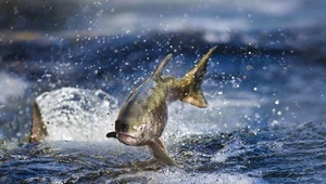 Tysiące ryb łososiowatych ginie z powodu suszy