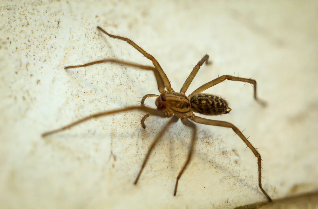 Sposoby na pozbycie się pająków z domu