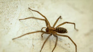 Jak pozbyć się pająków z domu? Sprawdzone sposoby