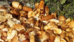 Ktoś wyrzucił stos serów