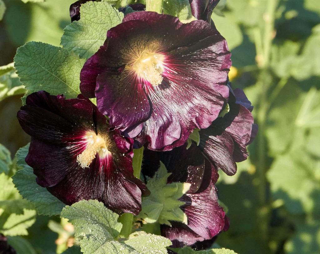 Kwiaty czarnej malwy stosowane są w ziołolecznictwie 