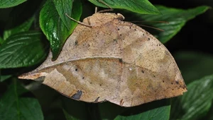 Kallima inachus: Niesamowity motyl, który oszuka twój wzrok