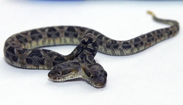 Dwugłowy wąż (zdjęcie ilustracyjne).