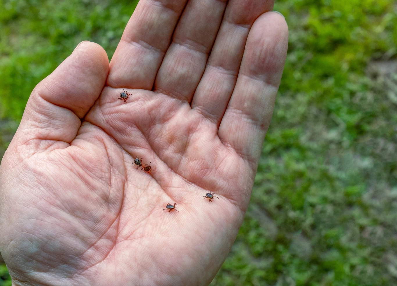 Kleszcze są m.in. bardzo wyczulone na zapach potu 