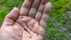 Możemy być dla kleszcza wyjątkowo atrakcyjni. Zaliczasz się do tej grupy?