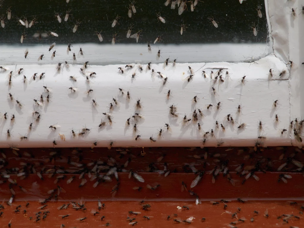 Latające mrówki nie różnią się znacznie od mrówek faraonek. Mają przeważnie około 5-7 milimetrów długości