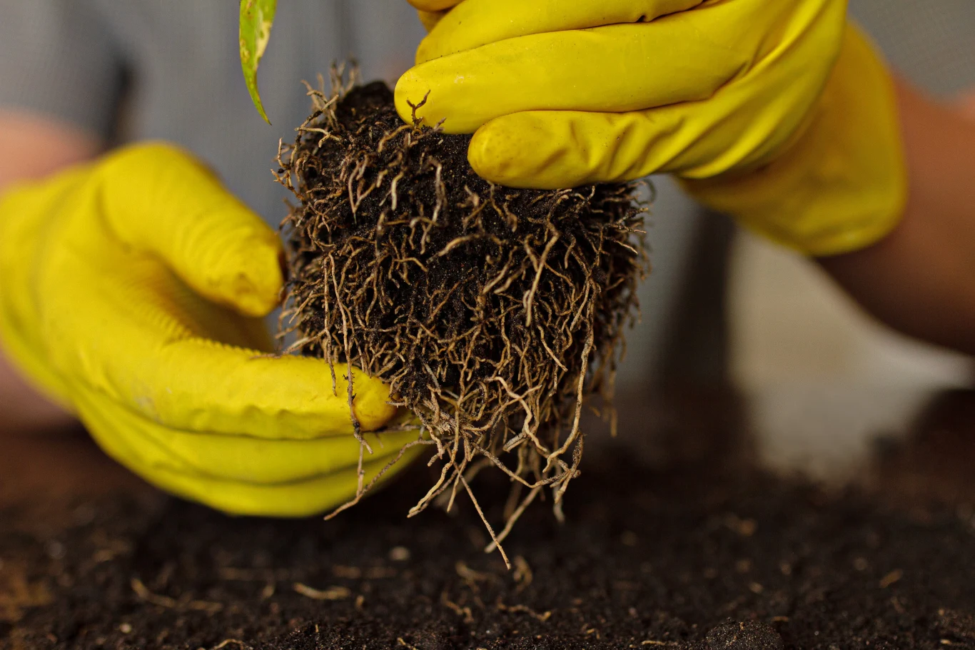 Czasami na przelanie roślin pomoże ich przesadzanie