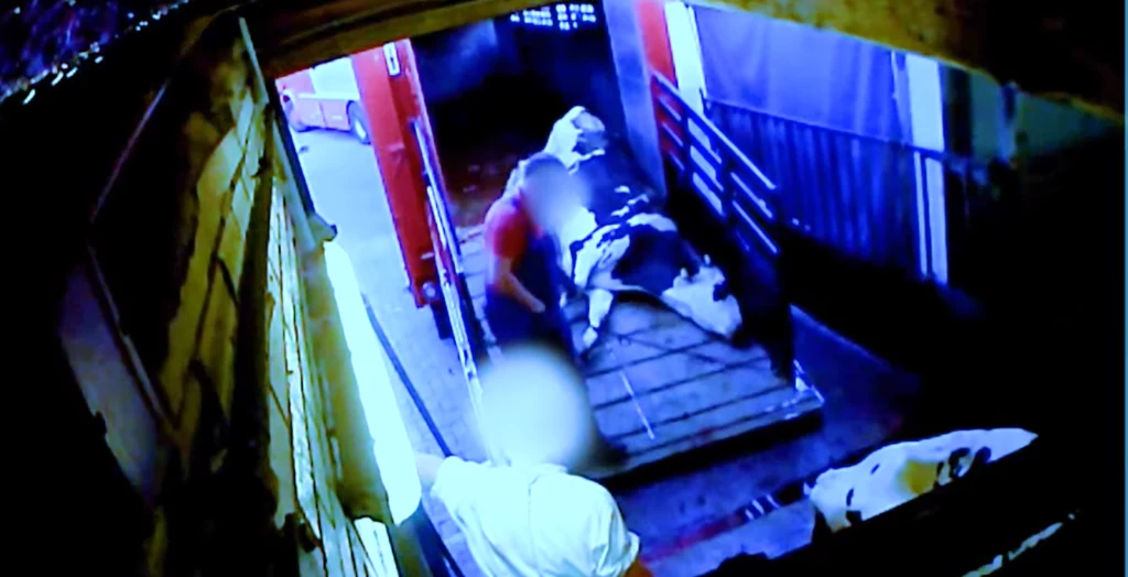 Obrońcy praw zwierząt ujawniają szokujące nagrania znęcania się nad krowami, źródło: SOKO Tierschutz Obrońcy praw zwierząt ujawniają szokujące nagrania znęcania się nad krowami, źródło: SOKO Tierschutz