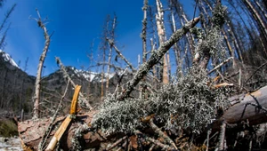 Wreszcie wiadomo, jak martwe drzewa wpływają na klimat. Przełomowe odkrycie