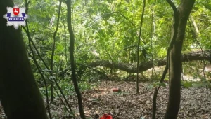 Nieszczęśliwy wypadek przy wycince drzewa. Nie żyje 40-latek