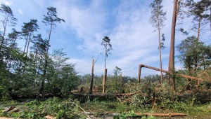 Trąba powietrzna spustoszyła las w Borach Tucholskich