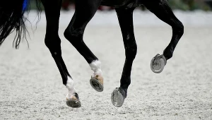 Jeździectwo - zdj. ilustracyjne