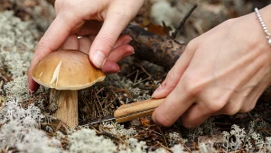 ​Nigdy nie jedź takich grzybów. Skutki mogą być opłakane