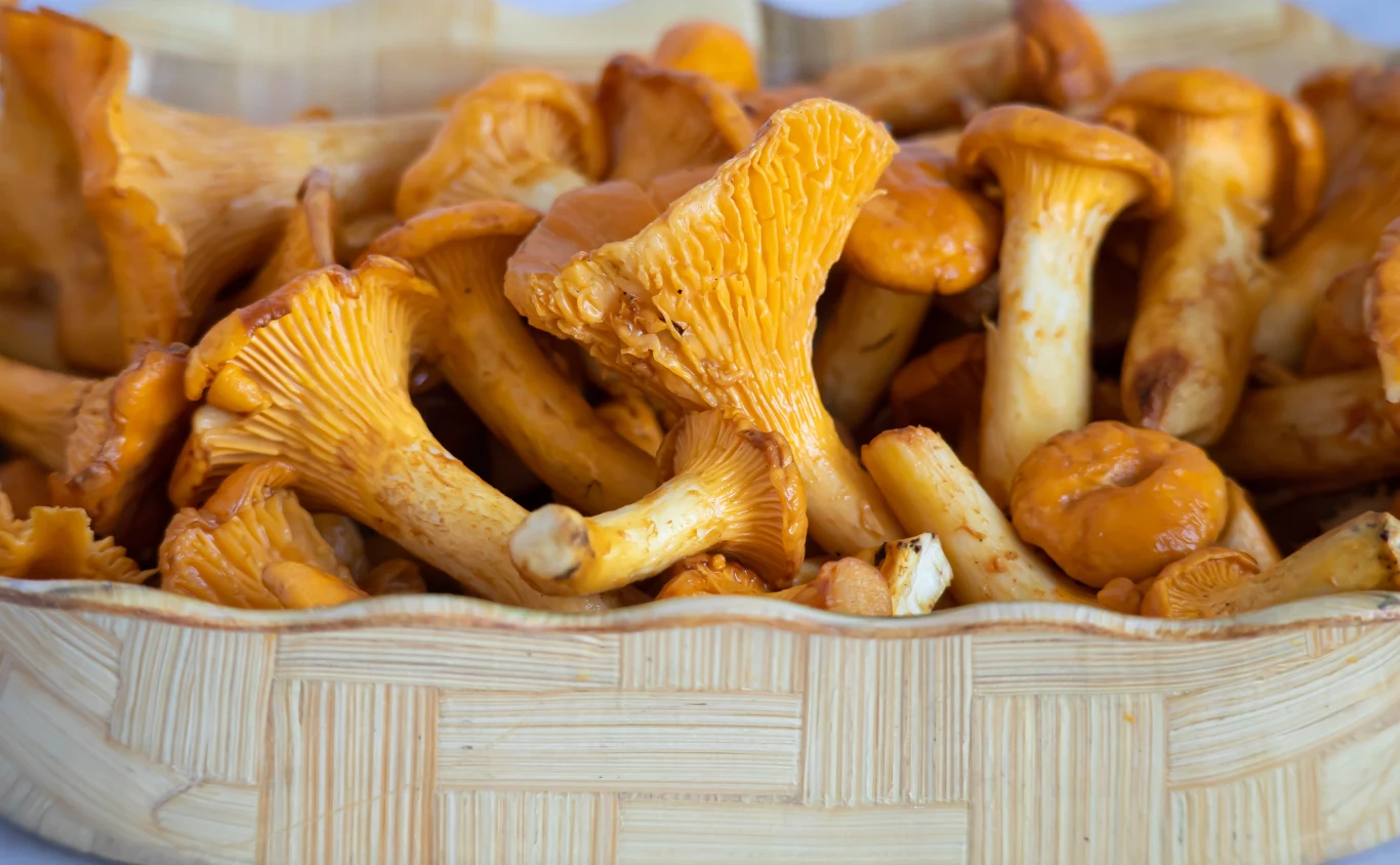 Kurki to jedna z odmian, którą możemy zbierać najdłużej. Rosną od czerwca aż do listopada