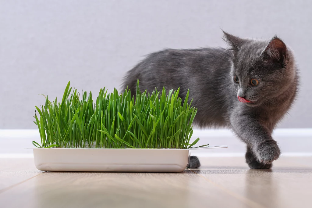 Dlaczego koty jedzą trawę?