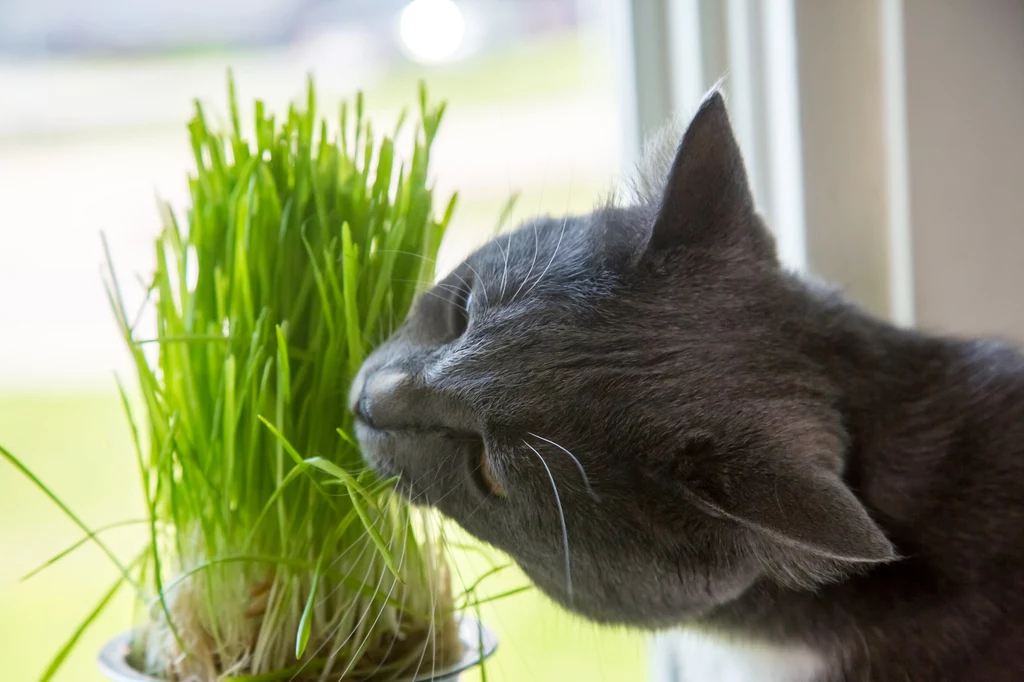Rośliny mogą wzbudzać kocie zainteresowanie z różnych powodów