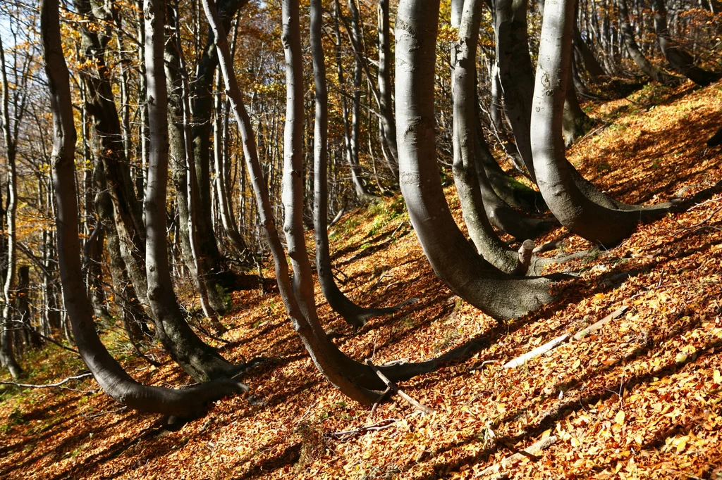 Lasy bukowe rosnące na terenie Bieszczadzkiego Parku Narodowego 