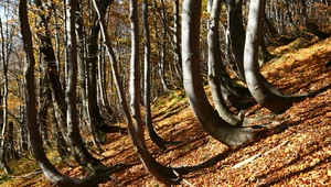 Lasy bukowe rosnące na terenie Bieszczadzkiego Parku Narodowego 