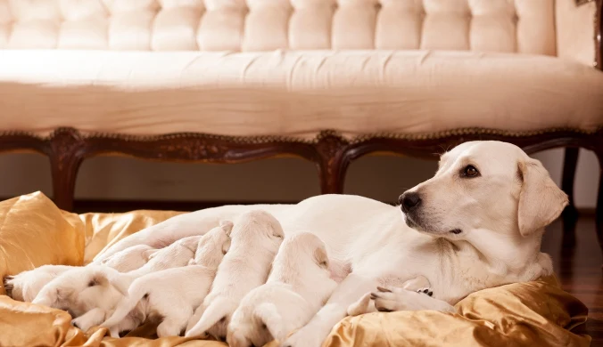 Nie ma żadnych wątpliwości. Ludzie nie są w stanie rodzić mądrych dzieci