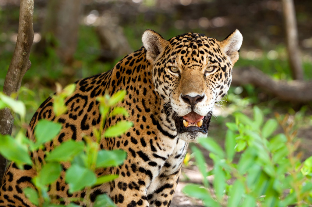 Jaguar.