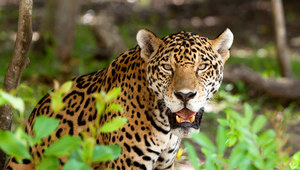 Jaguar.