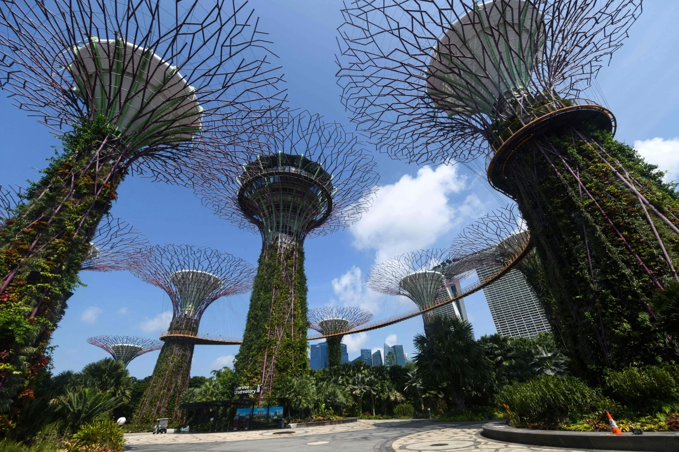 Singapur. „Las” z betonowych i stalowych drzew stał się znakiem rozpoznawczym miasta. Oplecione zielenią i zasilane energią słoneczną „drzewa” nocą oświetlają okolicę. Singapur. „Las” z betonowych i stalowych drzew stał się znakiem rozpoznawczym miasta. Oplecione zielenią i zasilane energią słoneczną „drzewa” nocą oświetlają okolicę.
