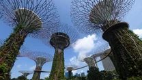 Singapur. „Las” z betonowych i stalowych drzew stał się znakiem rozpoznawczym miasta. Oplecione zielenią i zasilane energią słoneczną „drzewa” nocą oświetlają okolicę. 