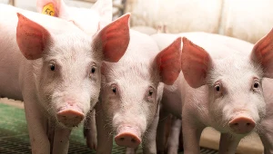 Kara jest ogromna. Bo poił świnie wodą ze swojej studni.