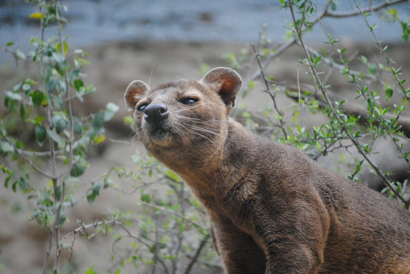 Fossa madagaskarska. 