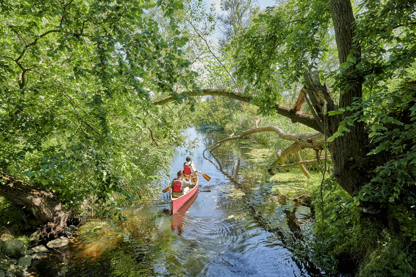 Wygląda jak las deszczowy. To najlepsza trasa kajakowa we Wrocławiu Wygląda jak las deszczowy. To najlepsza trasa kajakowa we Wrocławiu