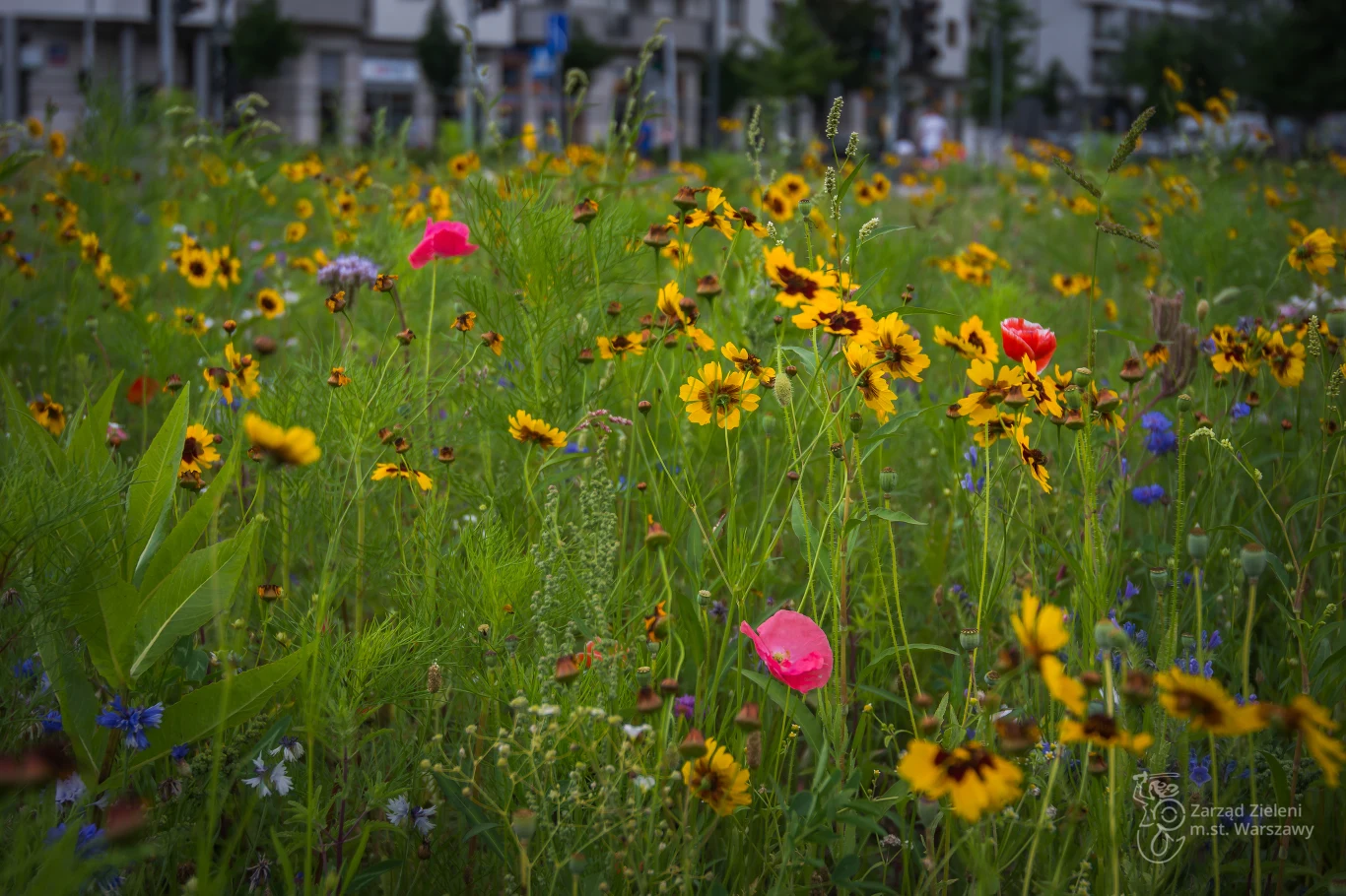Łąka kwietna na Bielanach w Warszawie.