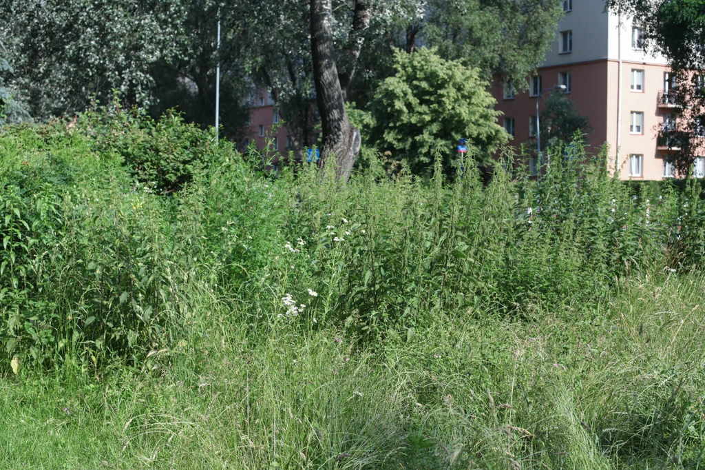 Niekoszony trawnik na osiedlu w Warszawie.