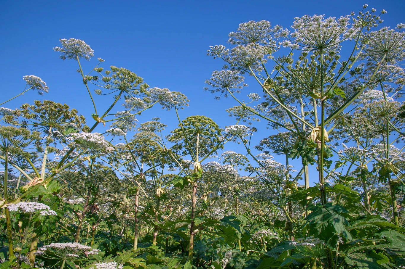 Barszcz Sosnowskiego może osiągnąć nawet pięć metrów wysokości