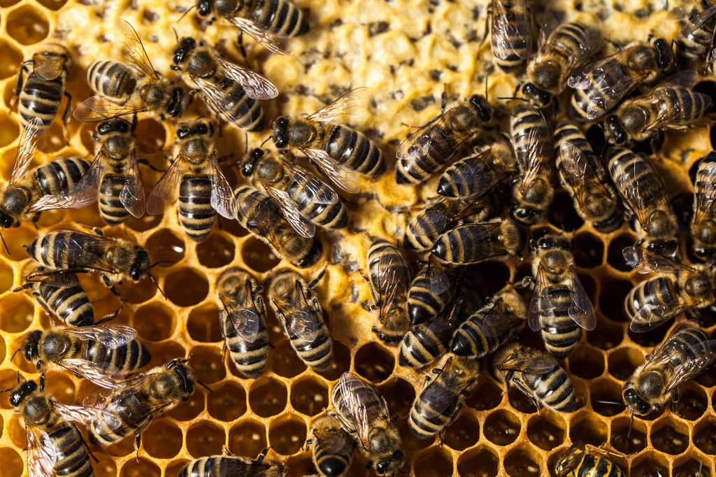Kto by pomyślał, że pszczoły mogą stać się przyczyną poważnego, budowlanego problemu