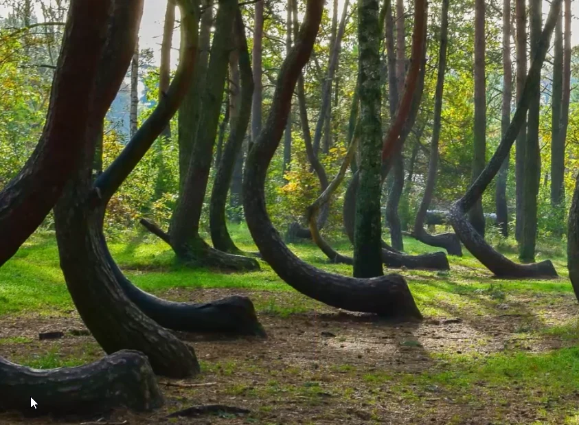 Tajemniczy Krzywy Las pod Gryfinem stał się jedną z największych atrakcji turystycznych Pomorza Zachodniego