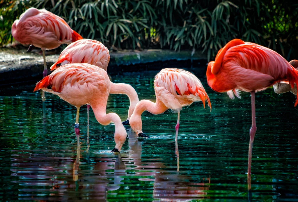 Karotenoidy odpowiadają za kolor piór między innymi flamingów i kanarków