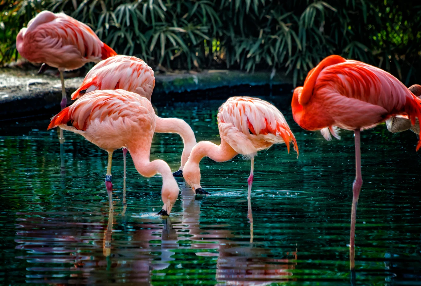 Karotenoidy odpowiadają za kolor piór między innymi flamingów i kanarków Karotenoidy odpowiadają za kolor piór między innymi flamingów i kanarków