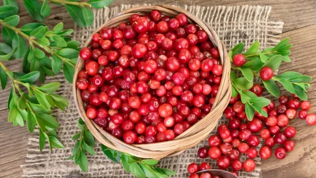 Borówka brusznica to skarbnica witamin i minerałów. Jakie właściwości posiada?