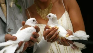 Białe gołębie na ślubie: Symbol miłości skazany na śmierć