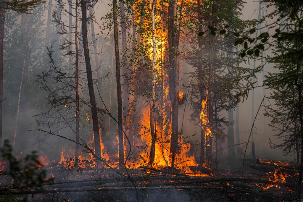 Pożar lasu na Syberii