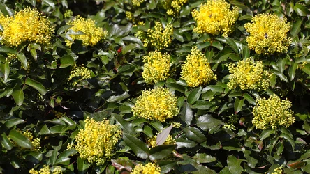Mahonia pospolita rozpromieni kolorami twoją działkę. Wygląda ciekawiej od oklepanych tui