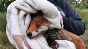 Młody lis - najprawdopodobniej - ucierpiał w wypadku