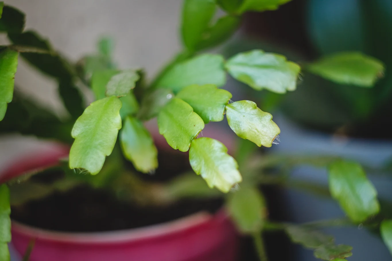 Grudnik nie kwitnie? Czas przyjrzeć się jego kondycji Grudnik nie kwitnie? Czas przyjrzeć się jego kondycji