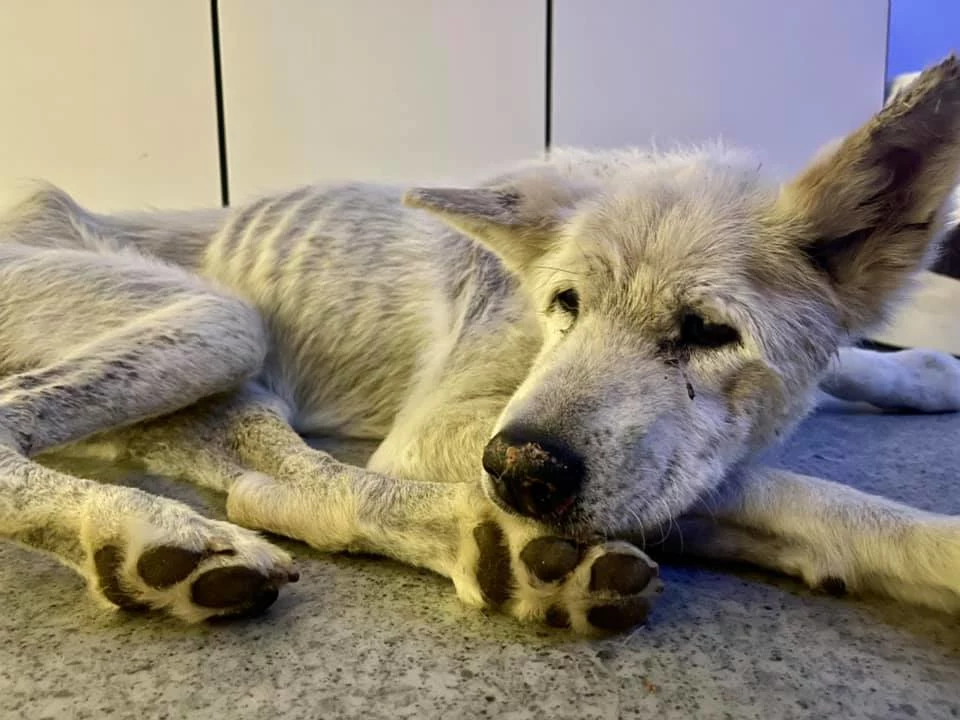 Sunia Yoko była skrajnie zaniedbana Sunia Yoko była skrajnie zaniedbana