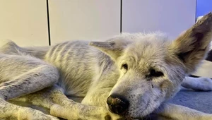 Sunia Yoko była skrajnie zaniedbana