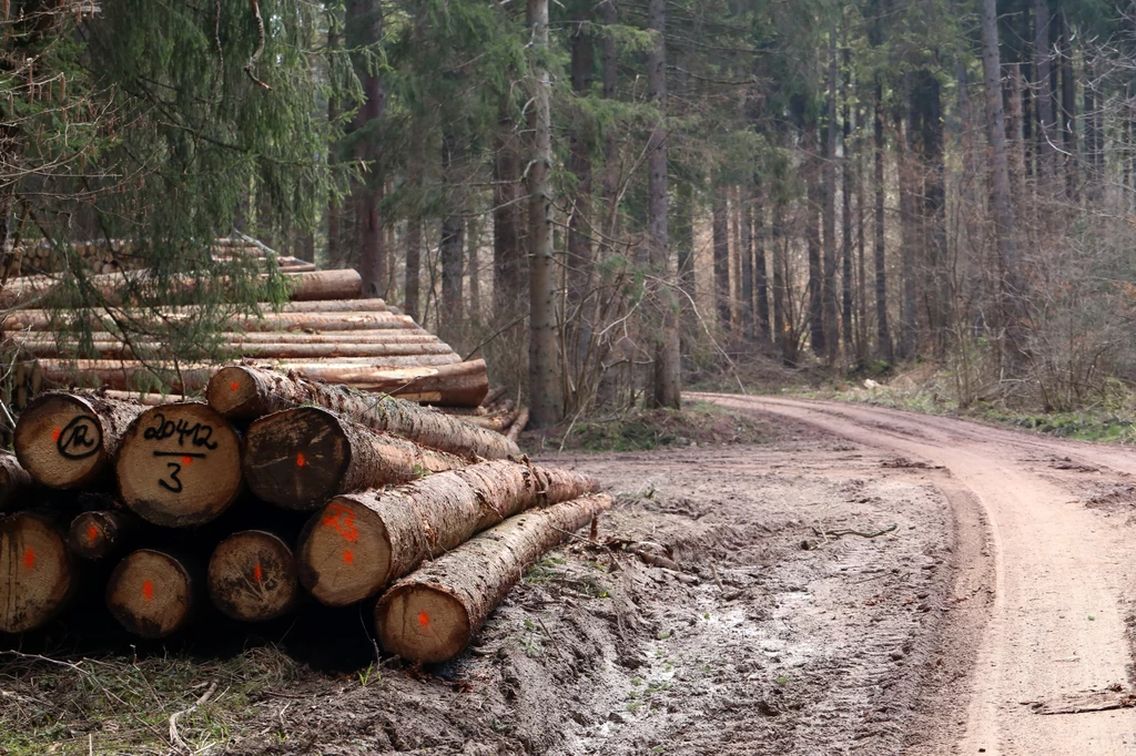 Eksport polskiego drewna znacznie większy niż podają Lasy Państwowe - twierdzi branża