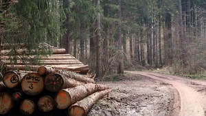​Lasy Państwowe odpowiadają na zarzuty: Nie mamy wpływu na to, co się dzieje ze sprzedanym drewnem