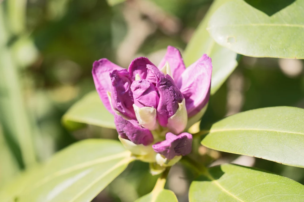 Nawozy potasowe i fosforowe latem pomogą rododendronom wytworzyć pąki kwiatowe
