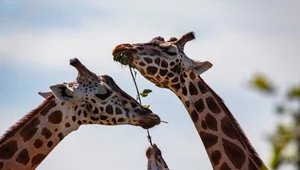 ​Skomplikowane relacje osobiste żyraf