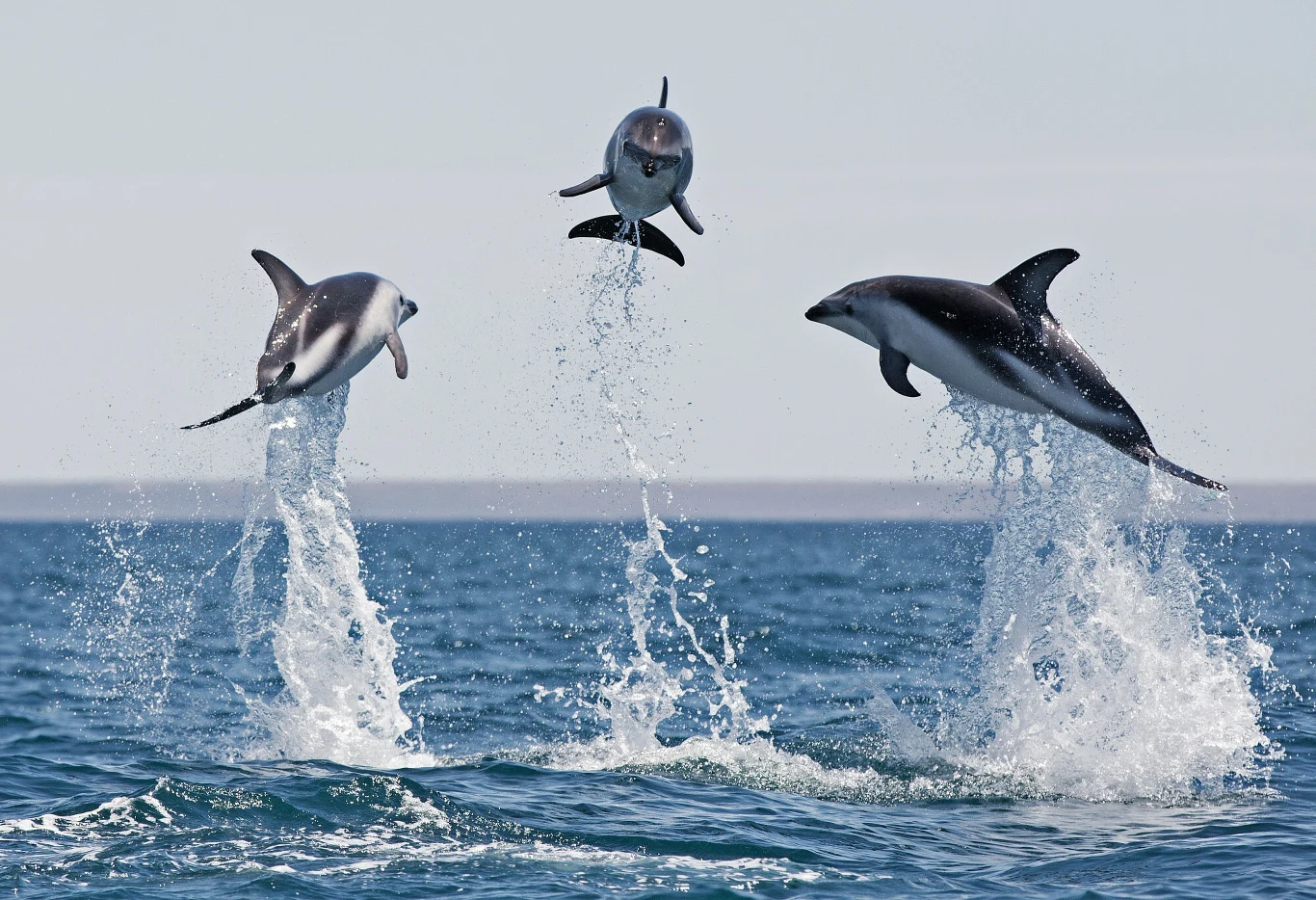 Delfiny butlonose. Delfiny butlonose.